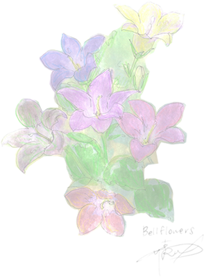 透過花