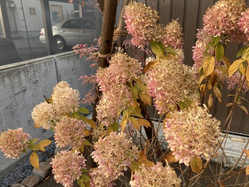 花壇に植えられたノリウツギ